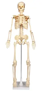 Skelett p&#229; stativ H80 cm