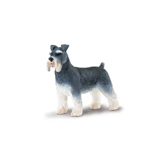 Hund schnauzer Vuxen
