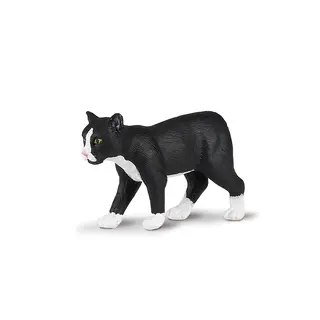 Katt manx Svart och vit