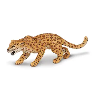 Exotiska djur leopard Vuxen