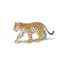 Exotiska djur leopard Baby