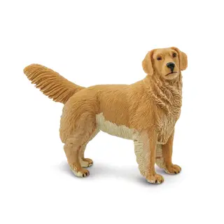 Hund golden retriver Vuxen