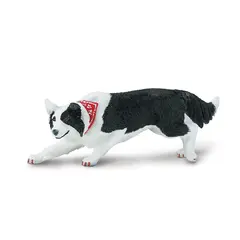 Hund border collie Vuxen