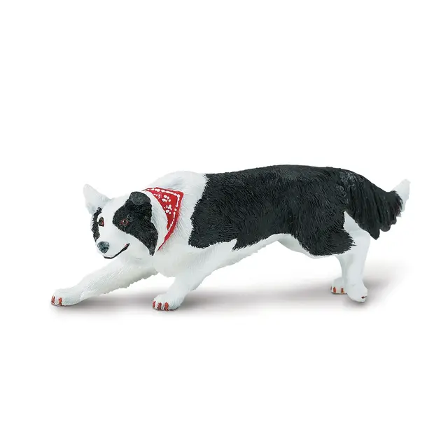 Hund border collie Vuxen 