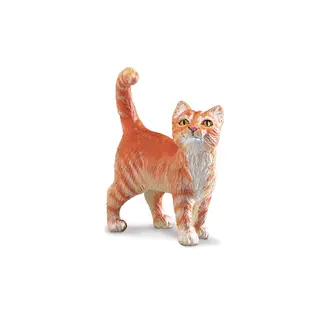 Katt tabby Orange