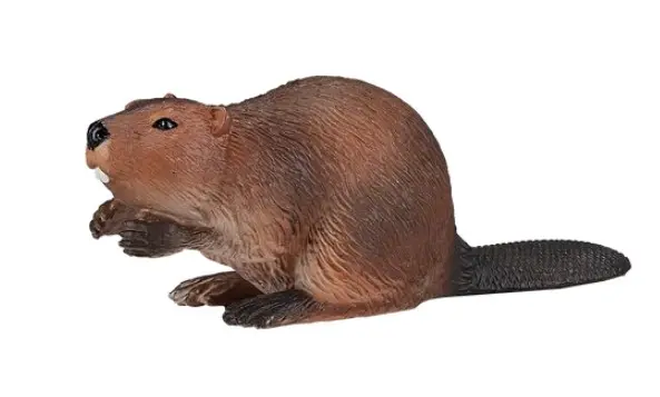 Nordiska djur bäver 