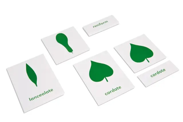 Botany Cabinet: Nomenclature Cards 